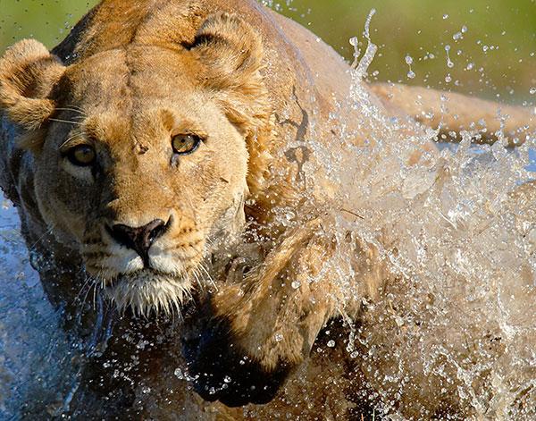 charging-lioness-dark.jpg charging-lioness-dark.jpg